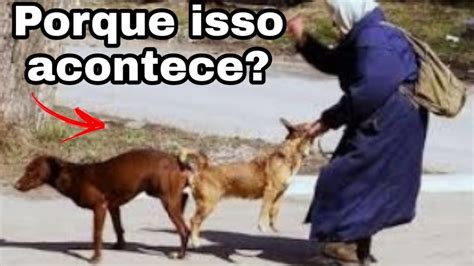 mulher com negão|cão engatado & cachorro fica engatado com a mulher ...